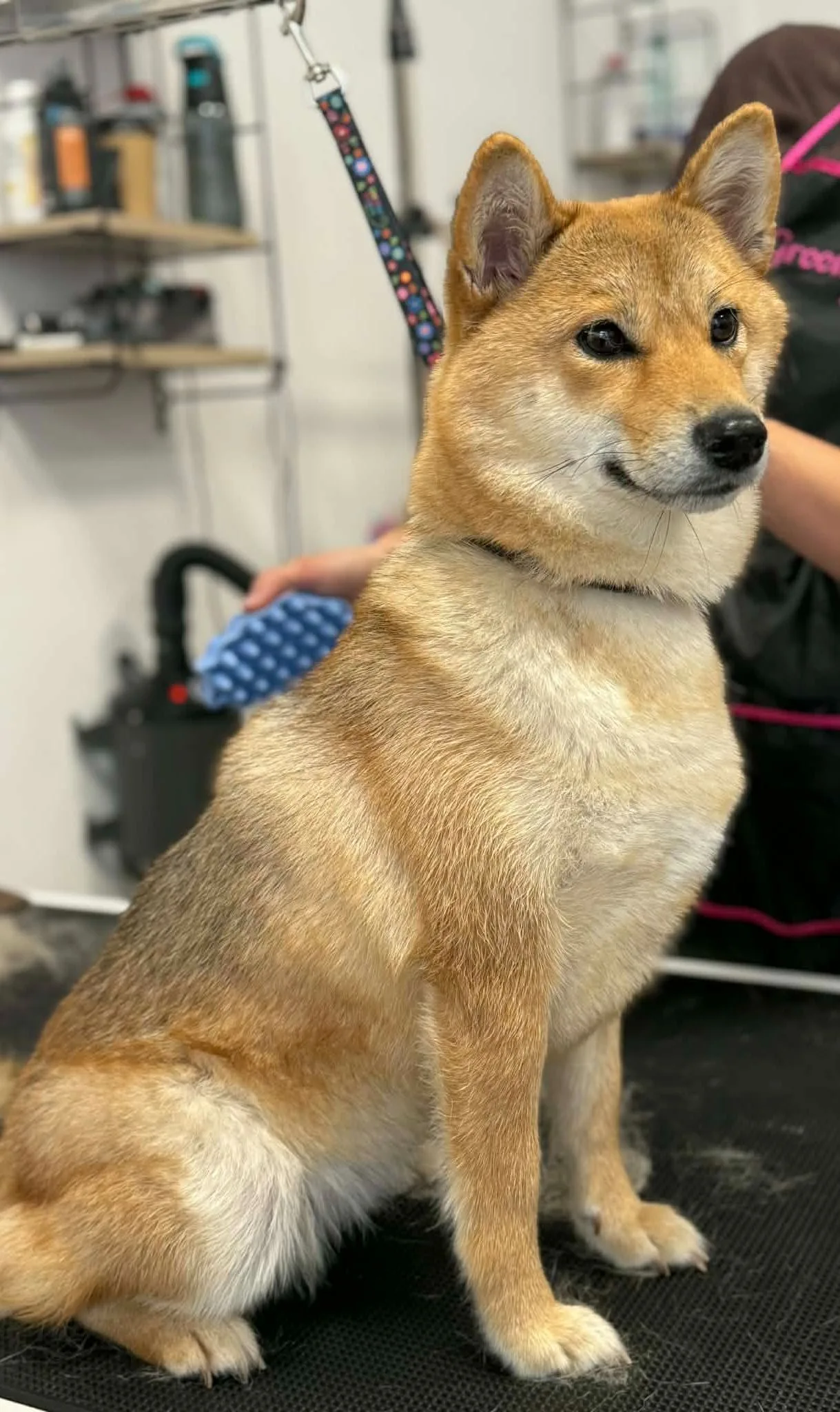 Profesjonalny grooming psa w salonie Glanc Futerko