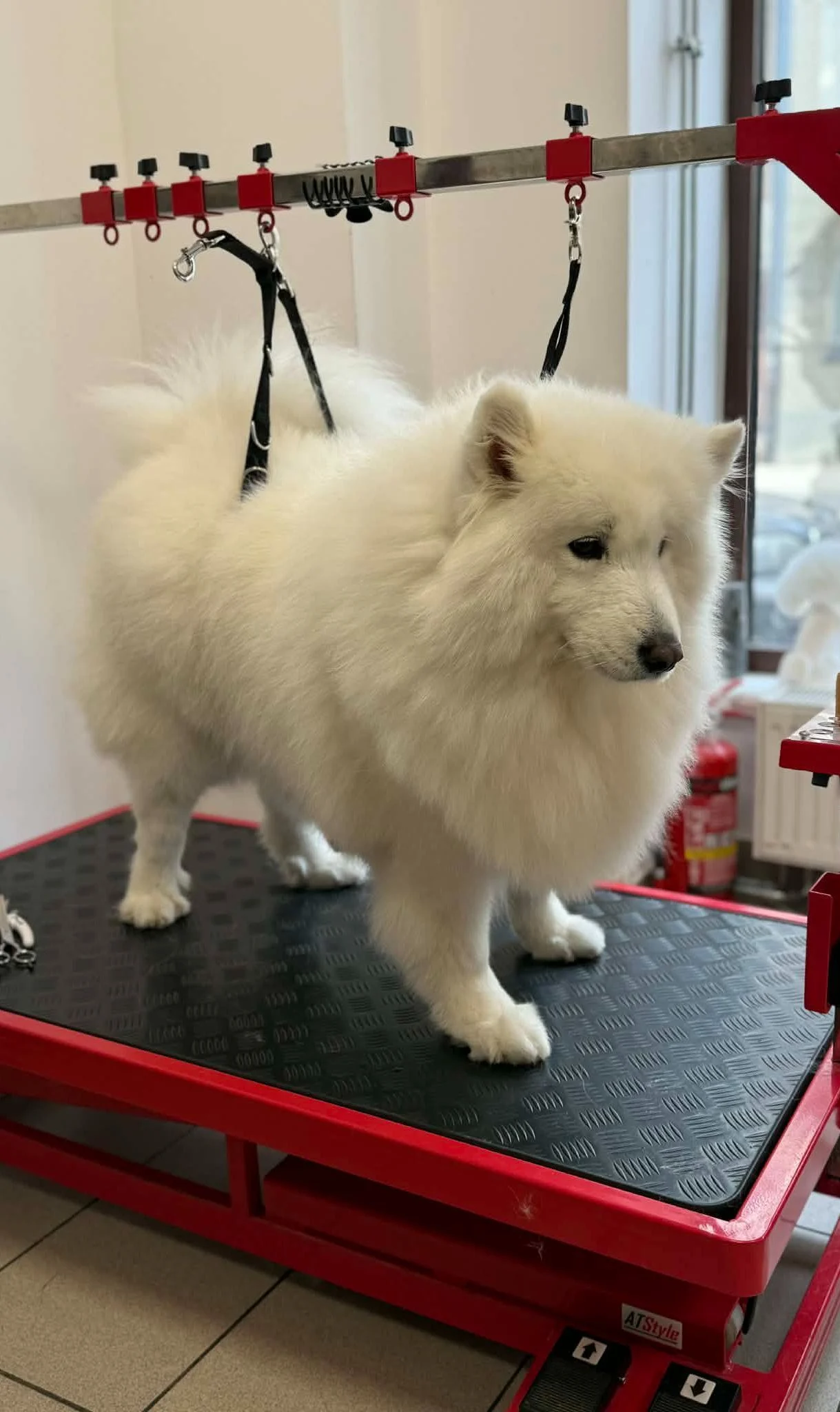 Metamorfoza po wizycie w salonie groomerskim – efekt przed i po