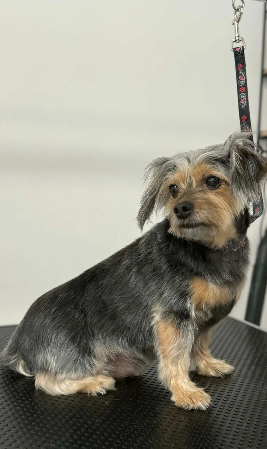 Zabiegi pielęgnacyjne w salonie – relaks i odświeżenie sierści