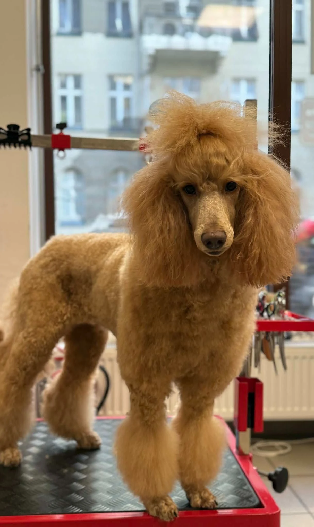 Kąpiel i pielęgnacja w salonie – kosmetyki i bezpieczne suszenie