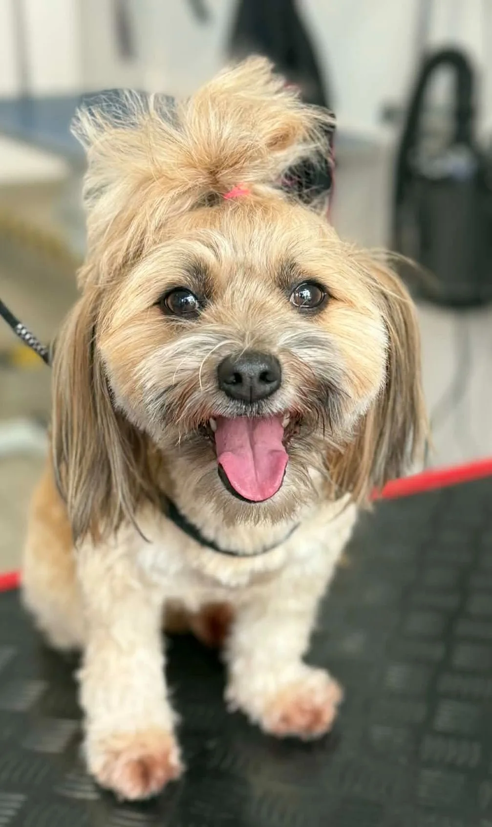 Efekt końcowy groomingu – zadbana sierść i schludny wygląd